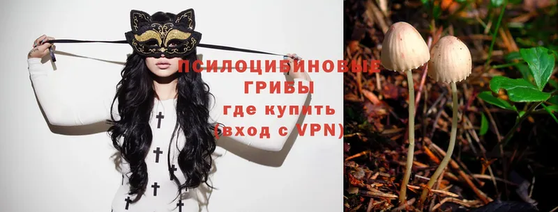 Псилоцибиновые грибы Psilocybe Златоуст